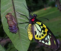 Ornithoptera euphorion, adult male emerging from chrysalis.jpg