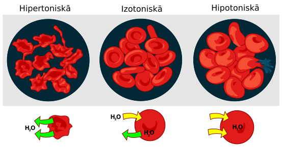 File:Osmotic pressure on blood cells diagram-lv.svg