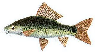 <i>Osteochilus spilurus</i> Species of fish