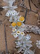 Otanthus maritimus 1.JPG