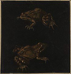 Two Brown Frogs