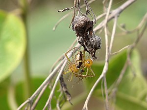 Oxyopes javanus