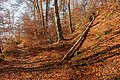* Nomination Autumnal beech grove at the forest hiking trail Gloriettenweg, Pörtschach, Carinthia, Austria -- Johann Jaritz 03:30, 17 December 2023 (UTC) * Promotion  Support Good quality.--Agnes Monkelbaan 05:06, 17 December 2023 (UTC) The treetops appear so blueish, probably needs CA in the raw conversion process, or has incorrect white balance. --Plozessor 05:07, 17 December 2023 (UTC)  Done @Plozessor: Thanks for your review. I fixed the issue. —- Johann Jaritz 05:56, 17 December 2023 (UTC)  Support Good quality. --Plozessor 06:02, 17 December 2023 (UTC)