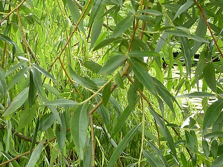 Выросла ива. Ива белая Саликс Сальба. Ива белая (Salix Alba). Ива Salix Alba vitellina pendula. Ива белая — Salix Alba семена.