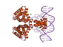 PDB 1h9t EBI.jpg