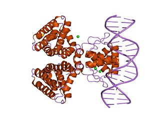 <span class="mw-page-title-main">Fatty acid metabolism regulator protein FadR</span>