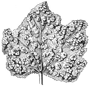 PSM V05 D015 Leaf covered with galls.jpg