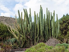 Pachycereus weberi