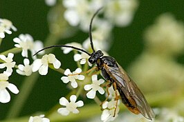 Pachynematus clitellatus