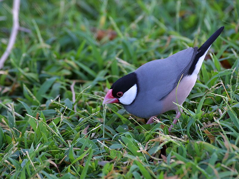 File:Padda oryzivora -University of Hawaii at Manoa campus, Honolulu, Hawaii, USA-8 (3).jpg