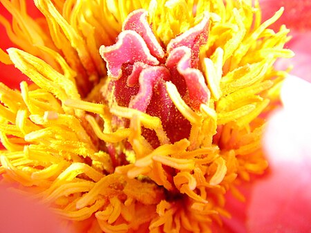 Tập_tin:Paeonia_suffruticosa5.jpg