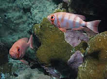 Pair of Crescent Tail Bigeyes above coral with lovely patches of the coralline Pneophyllum conicum on them at Marsa Shouna, Red Sea, Egypt -SCUBA (6234306433).jpg