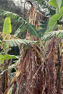 PDF) Fusarium wilt (Panama disease) of bananas: an updating review of the  current knowledge on the disease and its causal agent