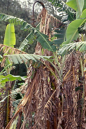 Bananenpflanze mit verwelkten Blättern und Trieben