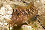 Thumbnail for Tasmanian blenny