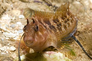 <span class="mw-page-title-main">Tasmanian blenny</span> Species of fish