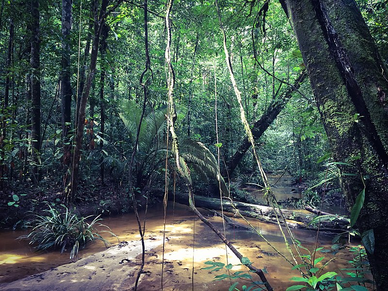 File:Parc amazonien de Guyane, une balade à Saül.jpg