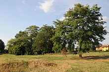 Trees on the race course in San Giorgio su Legnano Parco Campaccio SGSL.JPG