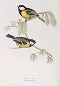 Parus major by John Gould, 1837