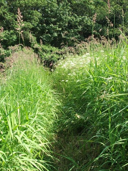 File:Path alongside the River Aln - geograph.org.uk - 195105.jpg