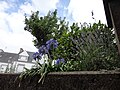 L'île de Saint-Cado : vue partielle (agapanthes).