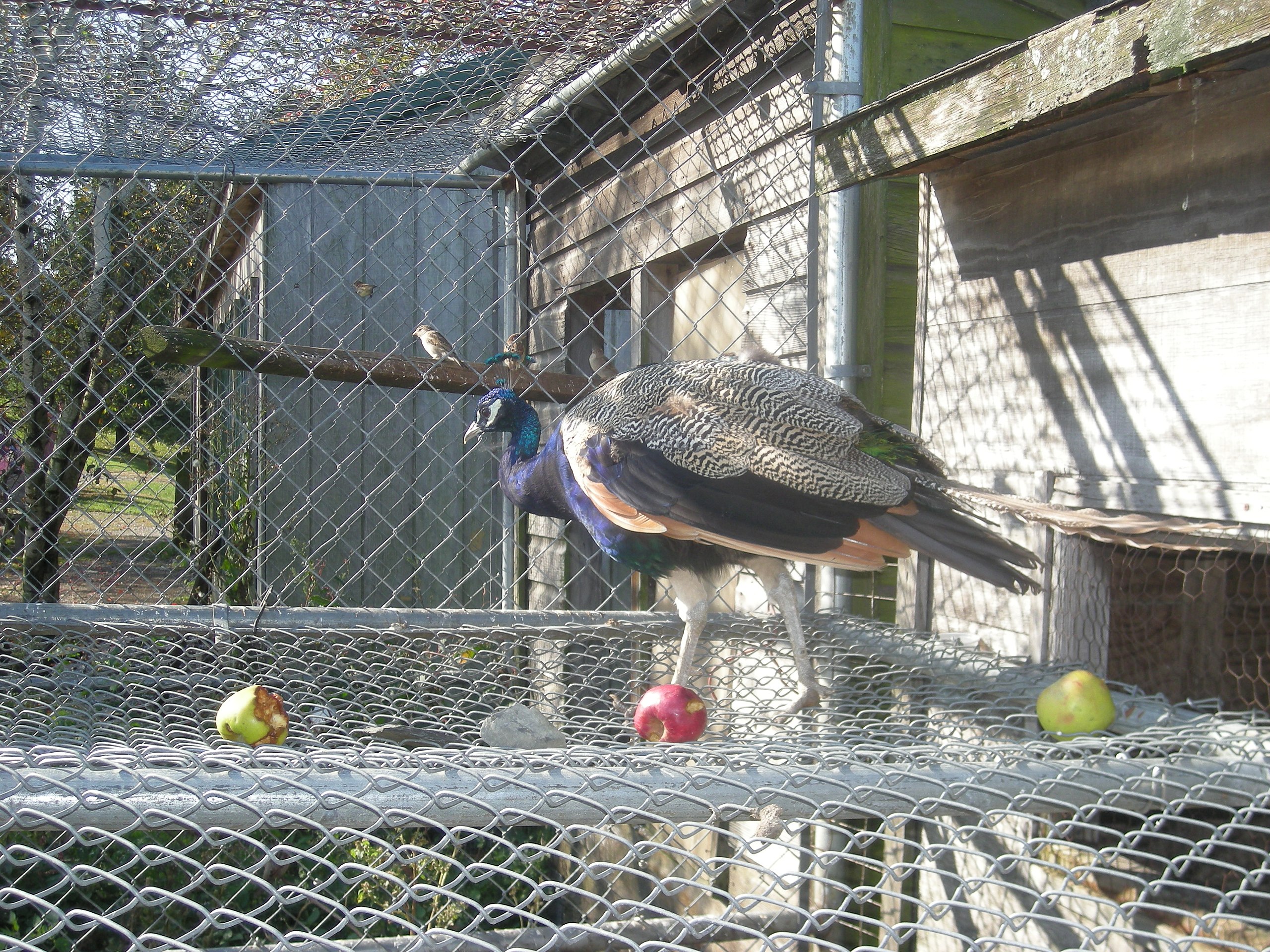 File:Ghi, pettingzoo (escaped peacock meets school pecock!)5.jpg -  Wikimedia Commons