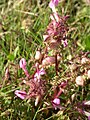 Français : Pedicularis palustris Baie de Somme (Somme), France