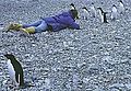 chim cánh cụt Adelie tại châu Nam Cực