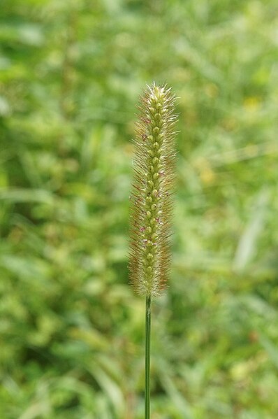 File:Pennisetum sp 02528.jpg