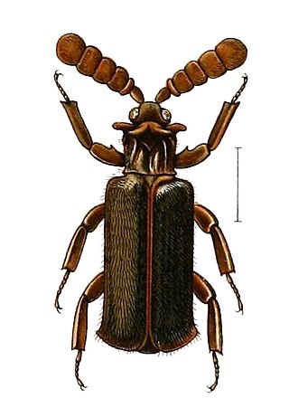 <i>Pentaplatarthrus</i> Genus of beetles