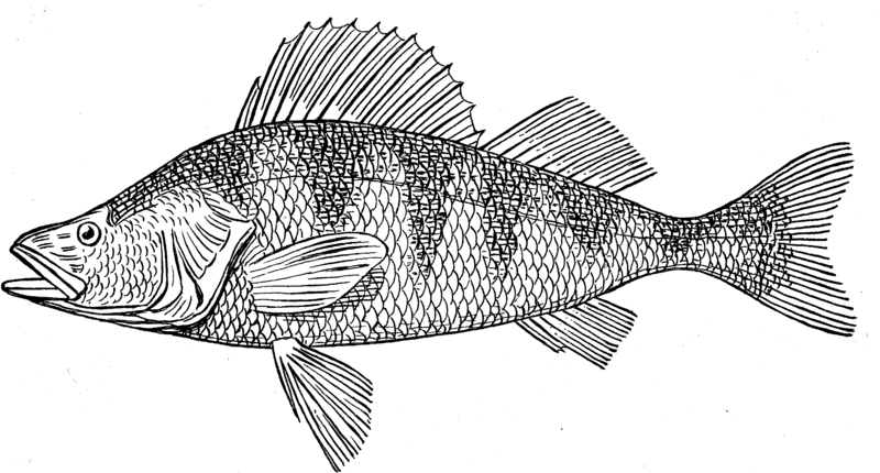 File:Perch (PSF).png