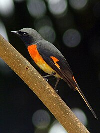 Pericrocotus cinnamomeus (erkak) -Sri-Lanka-8.jpg