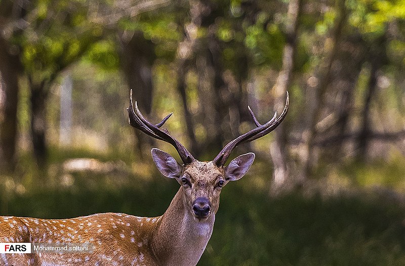 File:Persian Fallow Deers in Dasht-e Naz Wildlife Refuge 2020-06-02 03.jpg