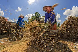 Petani Tradisional