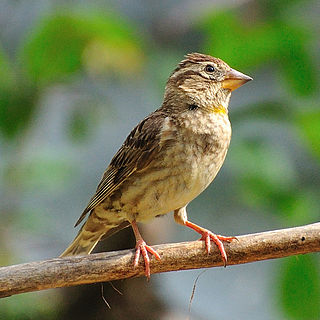 Rock sparrow Species of bird