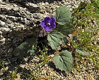 Phacelia minor