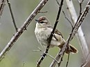 aves De Argentina