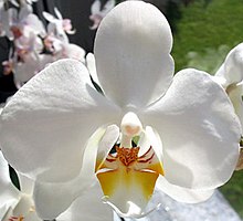 Phalaenopsis-de.jpg