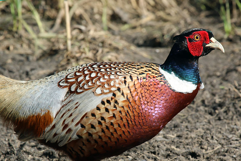 File:Pheasant cock (phasianus colchicus).jpg