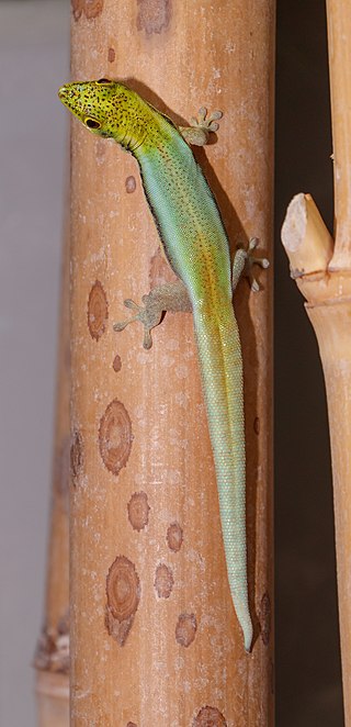 The yellow-headed day gecko