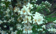 Philadelphus lewisii.jpg