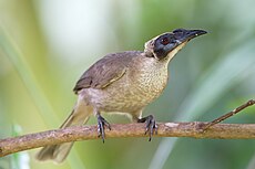 Helmeted Friarbird (Philemon buceroides), Daintree Village, Queensland, Australia