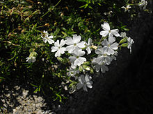 Phlox nivalis 'Gel' 2.JPG