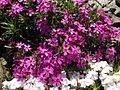 Phlox subulata 'Temiskaming'