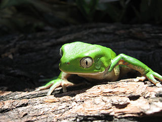 <i>Phyllomedusa iheringii</i> Species of frog