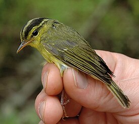 Phylloscopus calciatilis tutkijan kädessä.