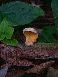 Phyllotopsis nidulans