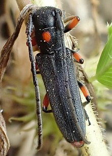 Phytoecia virgula Greece2.jpg