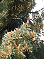 Picea breweriana fading male cones and one female cone