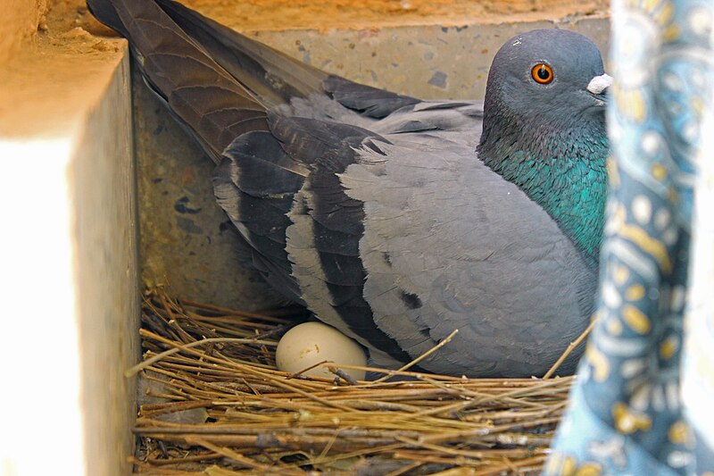 File:Pigeon incubating egg 1.jpg